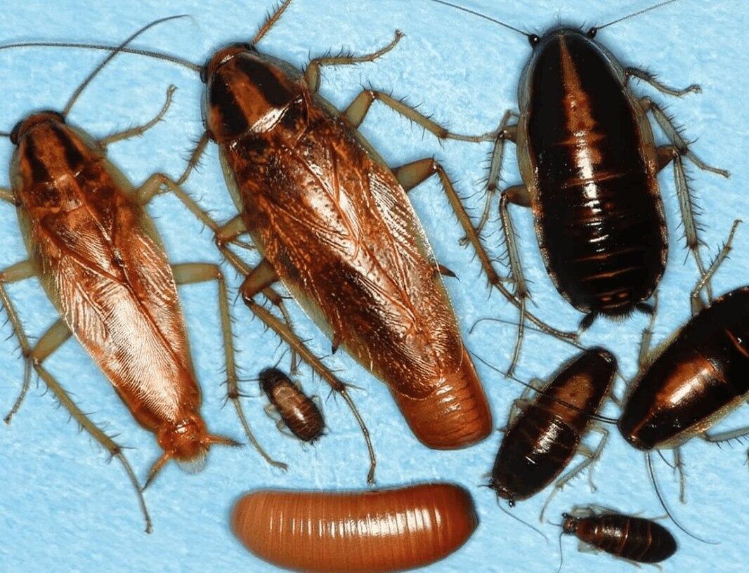 Уничтожение шершней - 